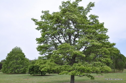 Chionanthus Chinese Fringetree — photo 4